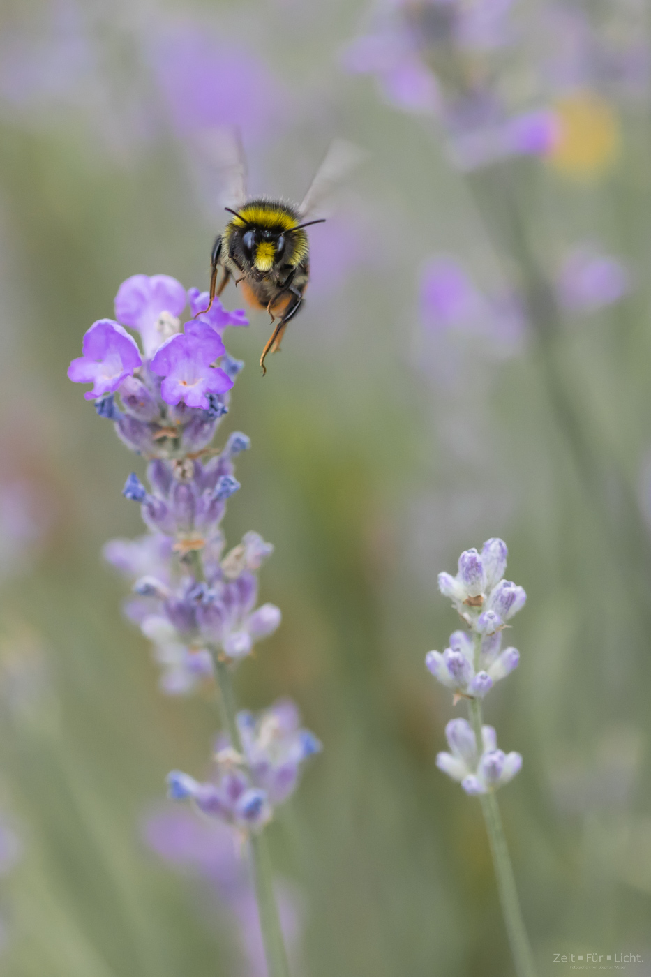 Fleißiger Helfer II