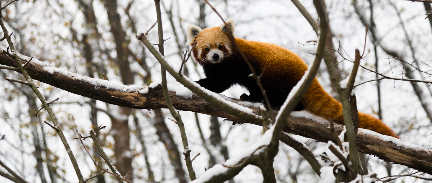Berliner Panda